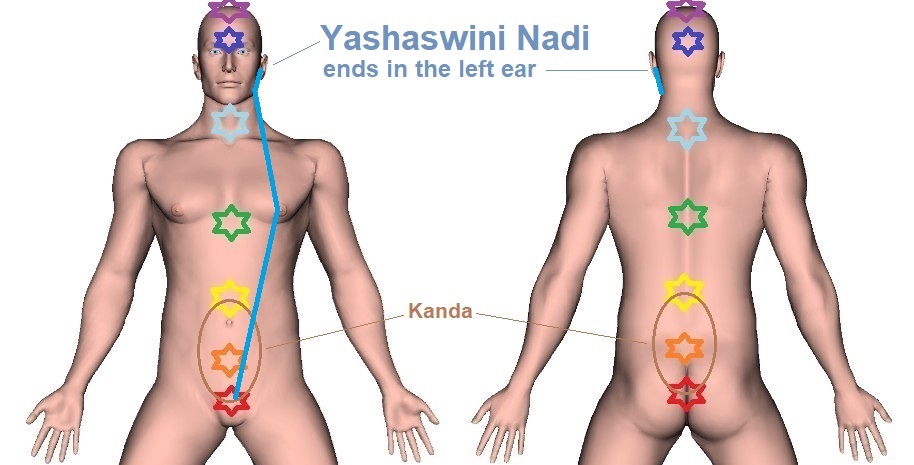 Yashaswini Nadi | Location, Pathway, and Function