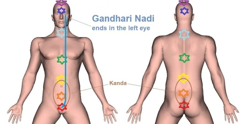 Gandhari Nadi – Trajectory, Location, and Function