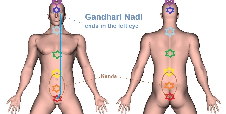 Gandhari Nadi - Trajectory, Indications, and Function