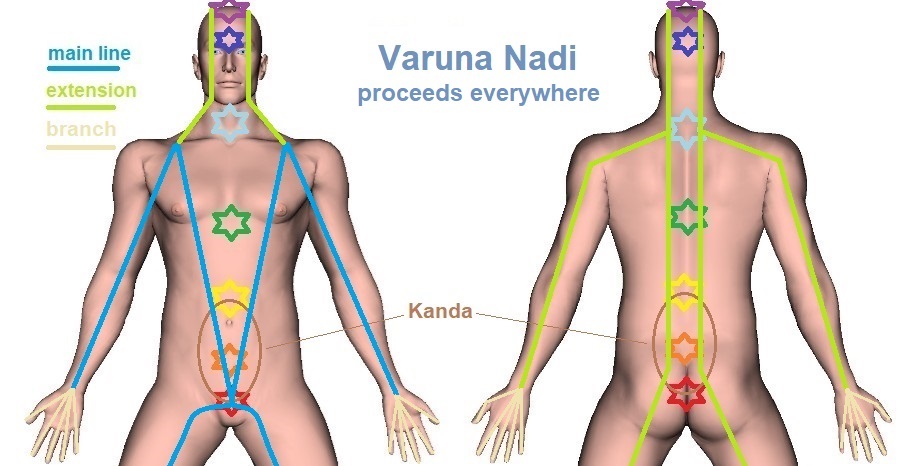 Varuna Nadi | Location and Trajectory in Yoga