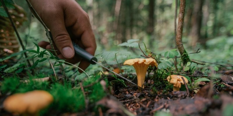 Foraging | Enjoying Free Food from Nature