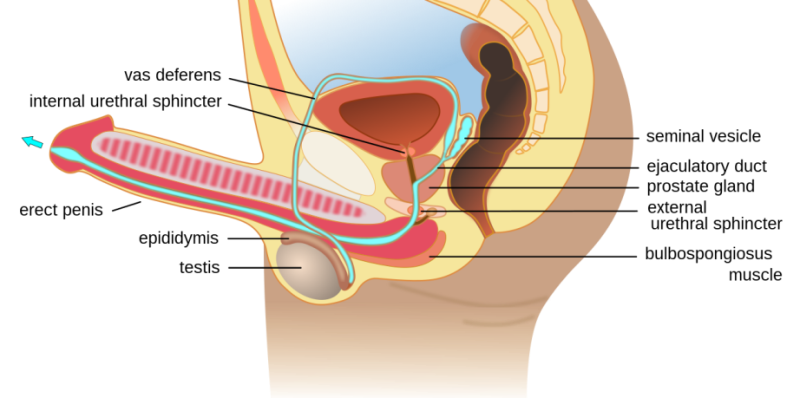 Male Ejaculation and the Role of the Testes and Prostate