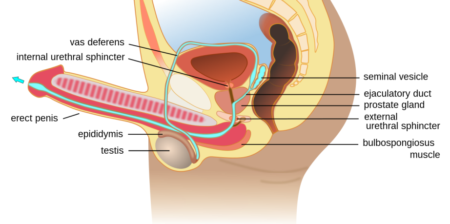 Male Ejaculation and the Role of the Testes and Prostate