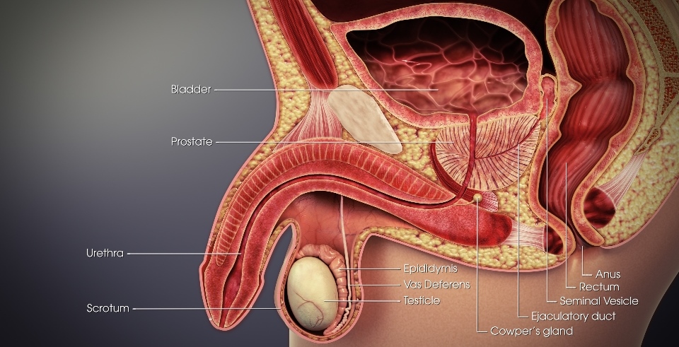 What Is Testicular Torsion?