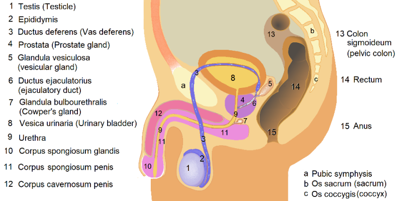 Epididymitis | Inflammation, Swelling, and Pain of the Epididymis