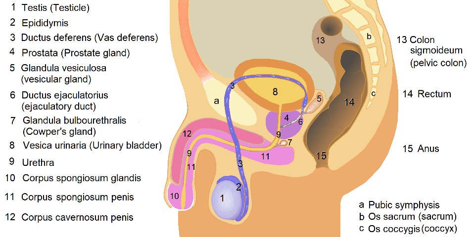 Anatomy of a Testicle