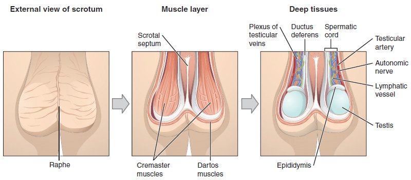 Scrotum Explained