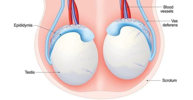 How to Do Testicular Self-Examination (TSE)?