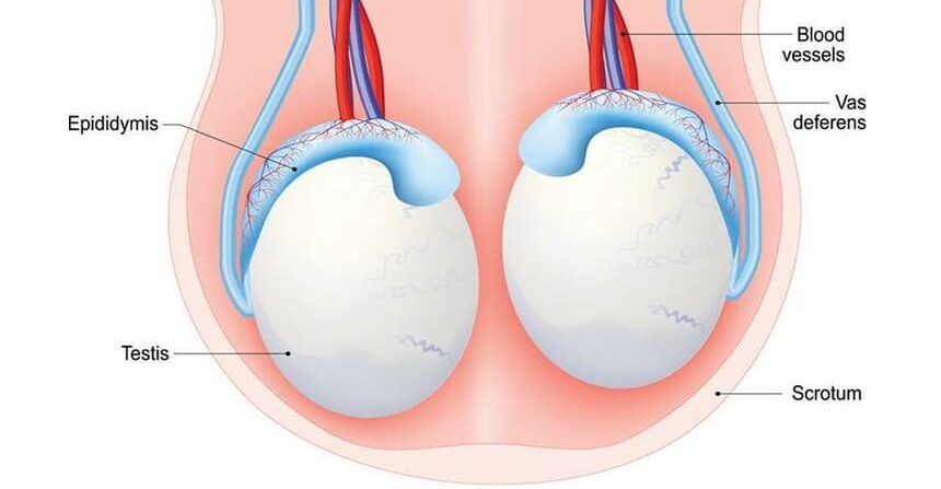 How to Perform a Testicular Self-Examination (TSE)