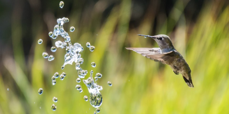Humming Bird Enjoying Water