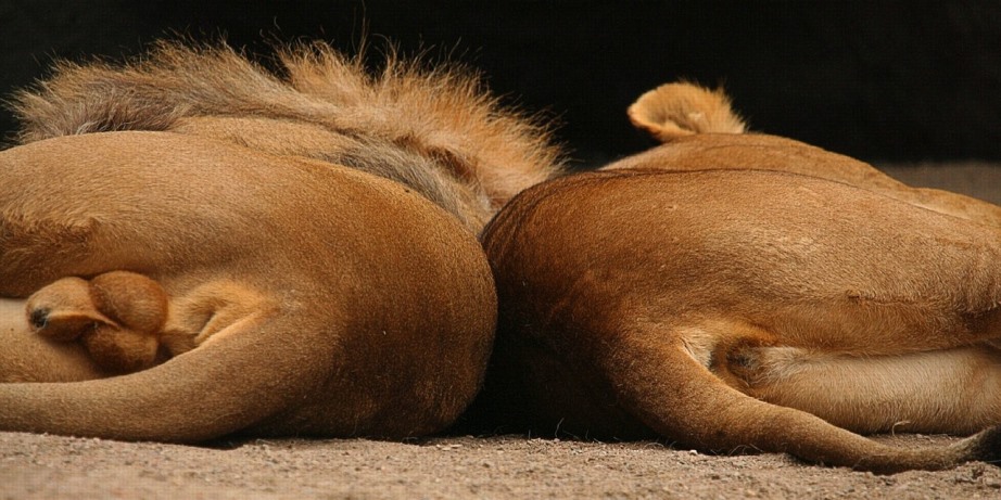 Female and male lion with genitals exposed