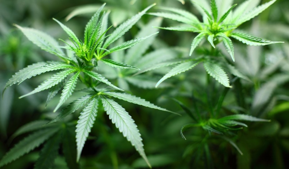 Seedling Cannabis