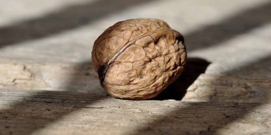 Walnut symbolizing Prostate Gland