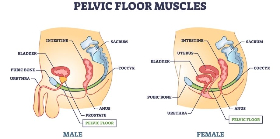 Pelvic floor muscles in men and women