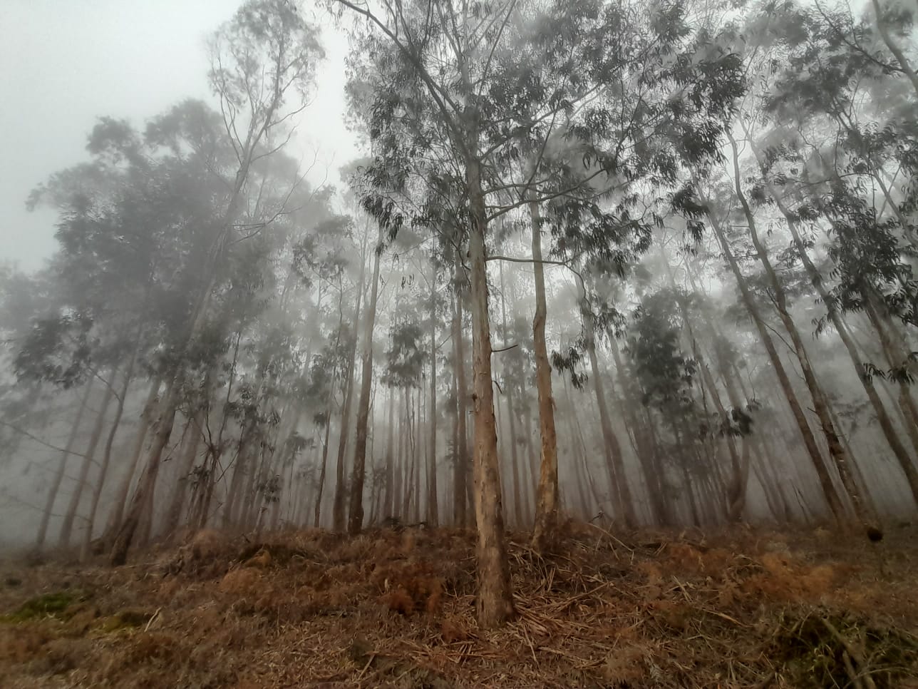 Eucalyptus trees in the fog