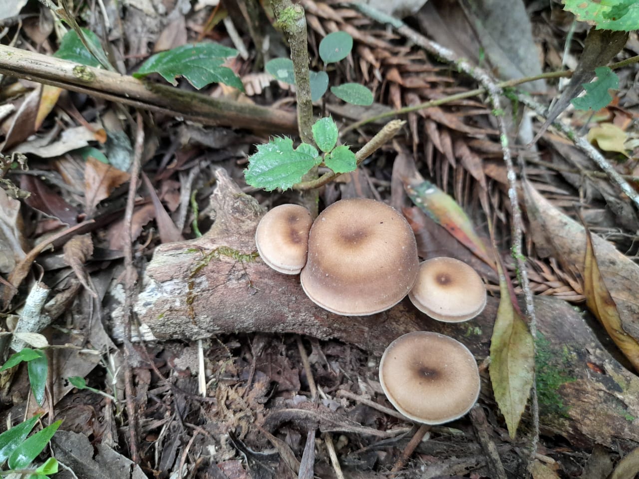 Lentinus mushrooms