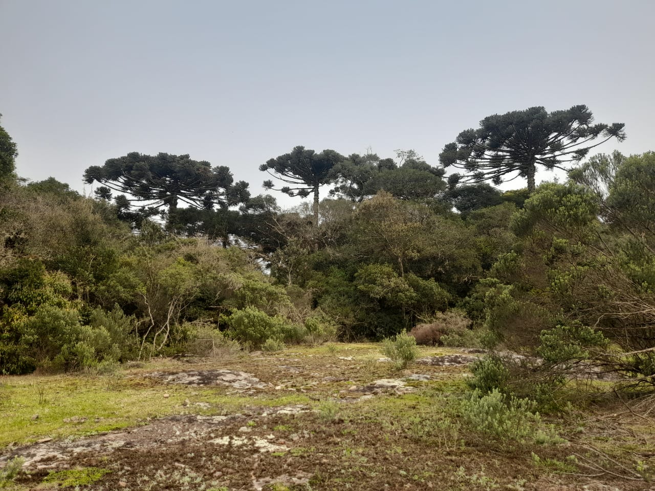 Araucaria trees in the municipal nature park