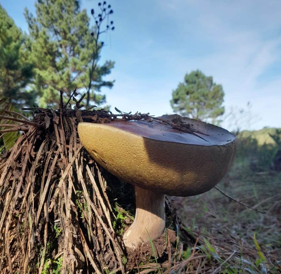 Boletus edulis - Porcini