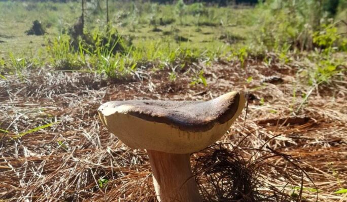 Mushroom Hunting and Hiking – Two Intimate Companions