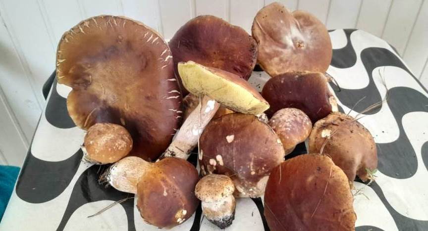 Boletus edulis - On the table
