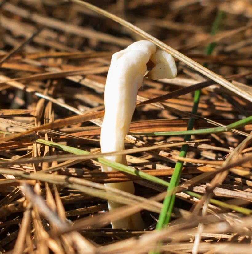 Clavulina Rugosa in pine forest