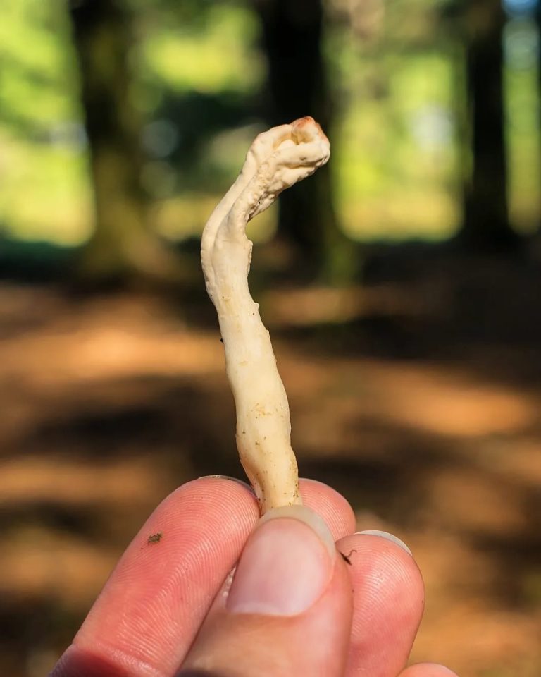 Clavulina Rugosa in hand picked in pine forest