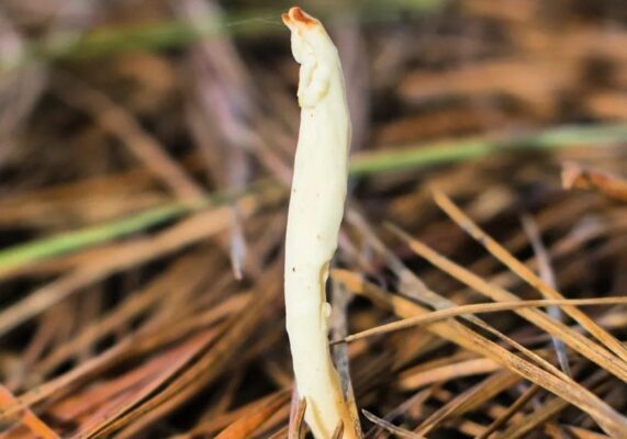 Clavulina Rugosa | Wild Edible Mushroom
