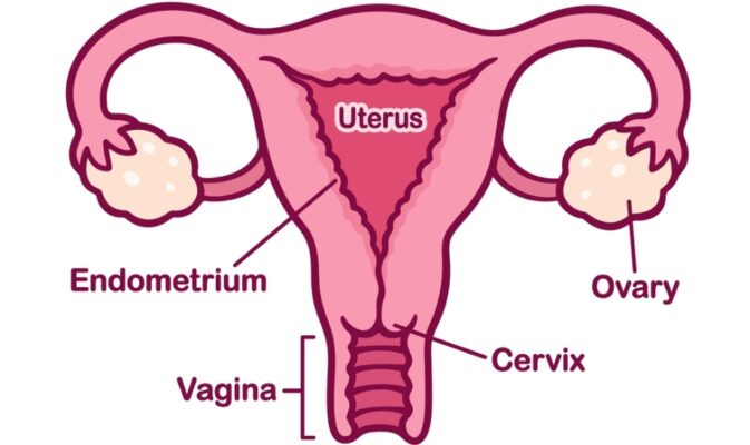 Cervix Massage – Goal, Techniques, and Health Benefits