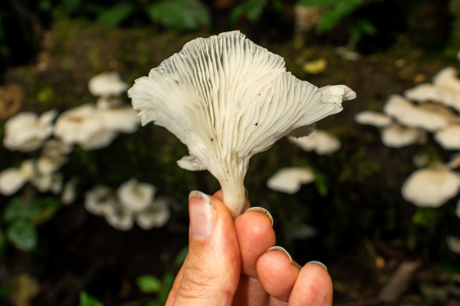 Pleurotus Albidus mushroom