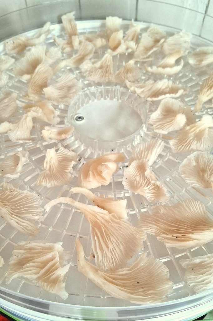 Dehydrating Pleurotus Albidus mushroom