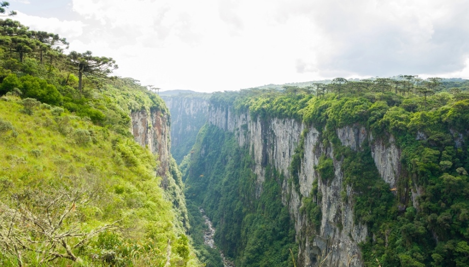Camabara canyon and rainforest with Araucarias