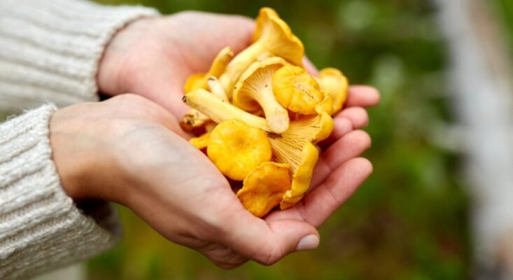 Foraging | Enjoying Free Food from Nature
