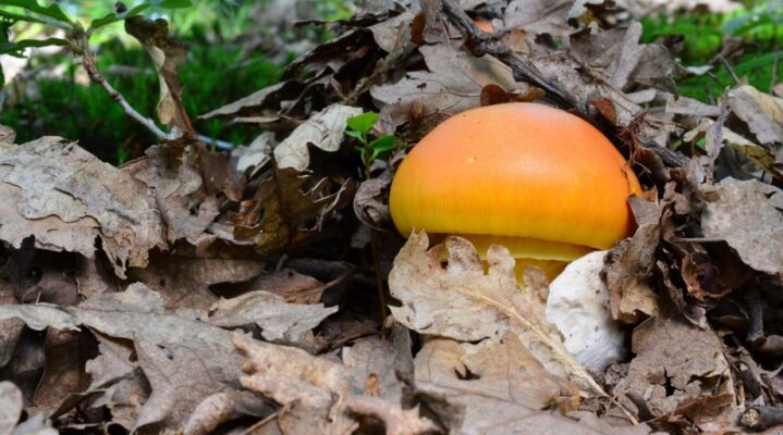 Mushrooms – If You Look, They’re Everywhere