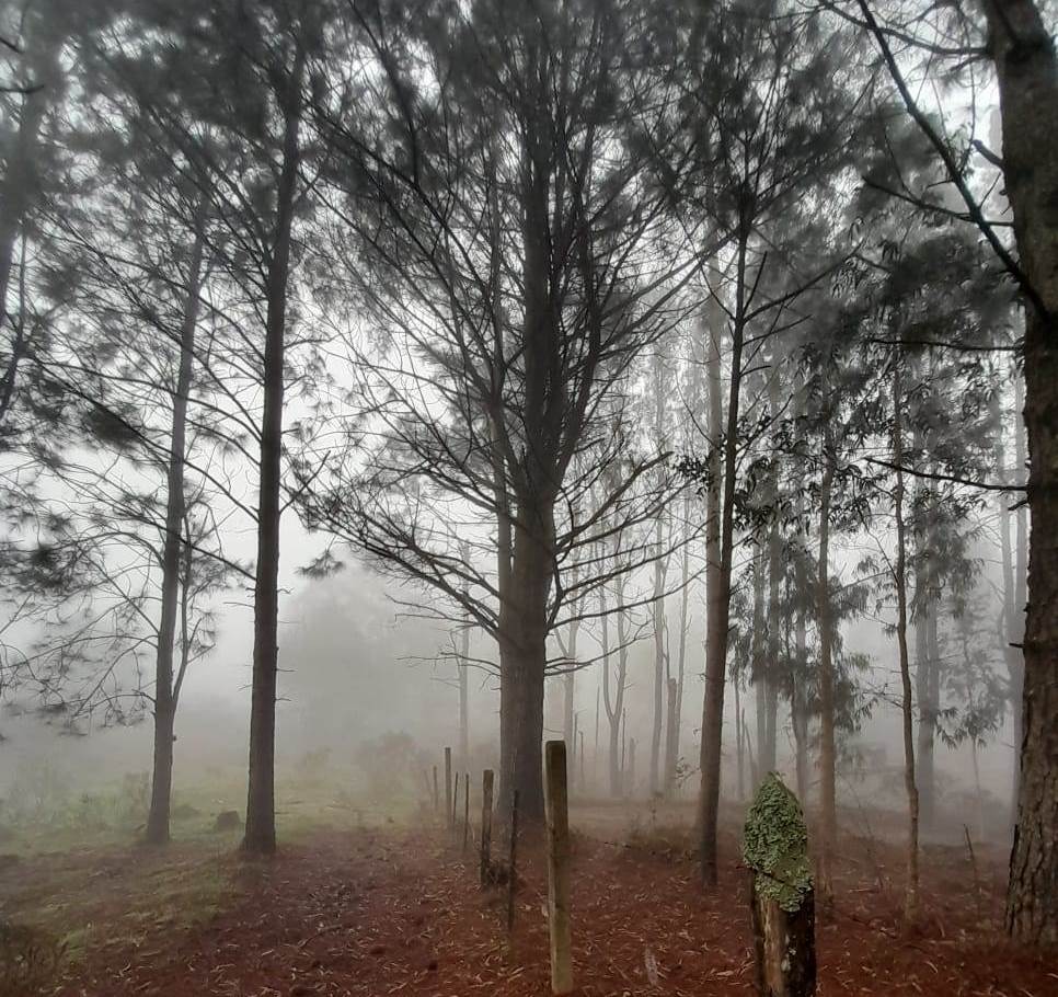Pine forest in the fog
