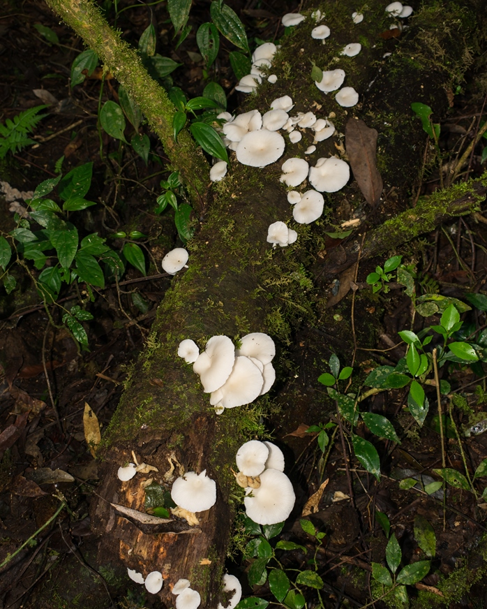Pleurotus Albidus mushroom