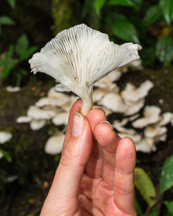 Pleurotus Albidus mushroom