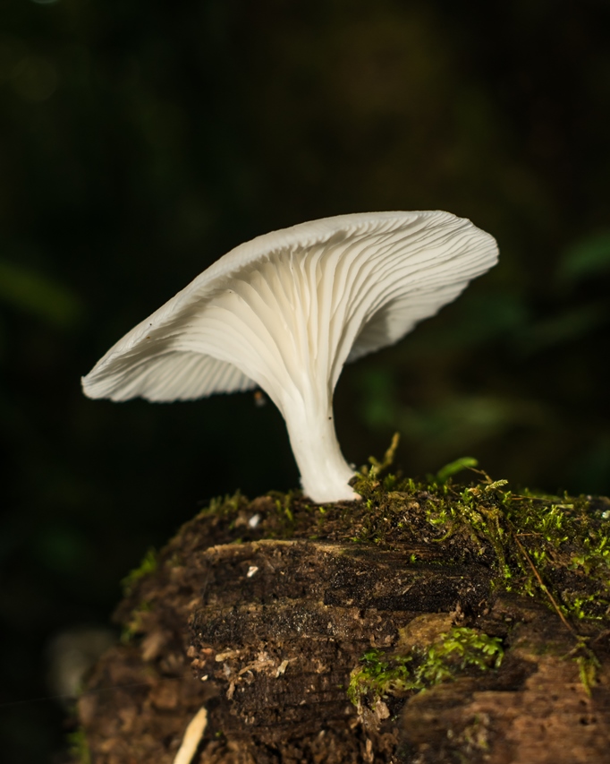 Pleurotus Albidus mushroom