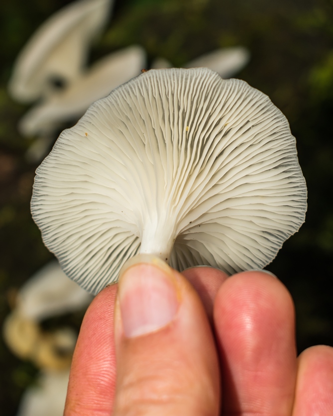 Pleurotus Albidus mushroom