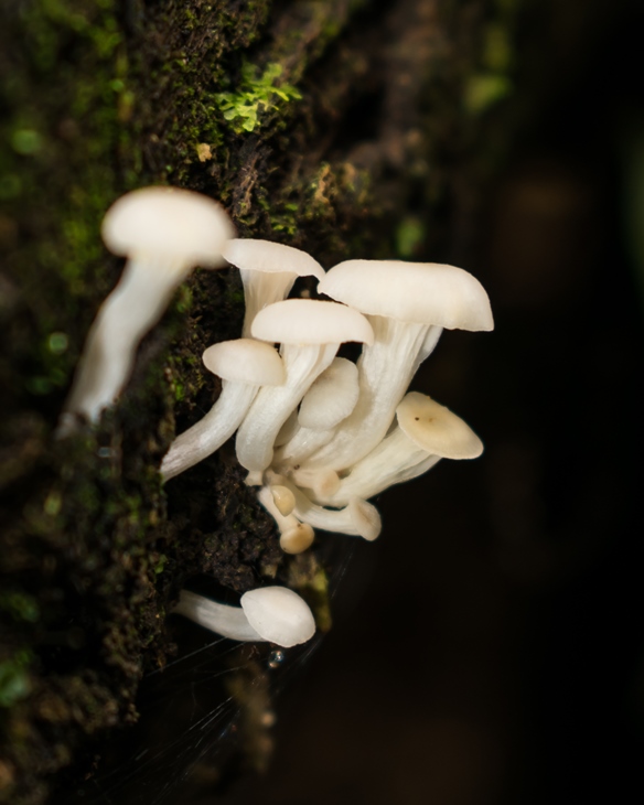 Pleurotus Albidus mushroom