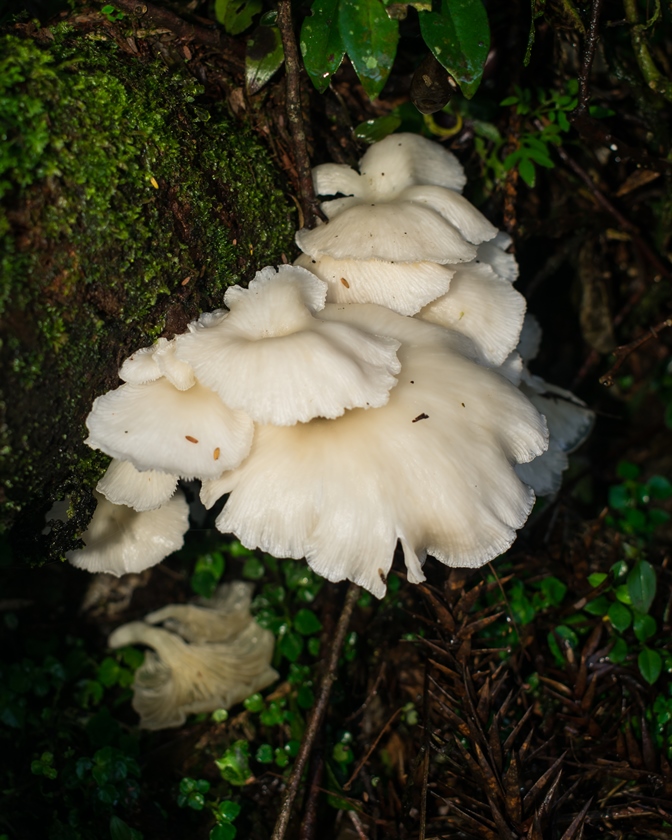 Pleurotus Albidus mushroom