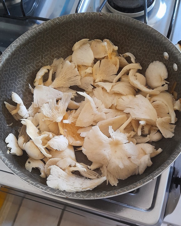 Preparing Pleurotus Albidus mushroom