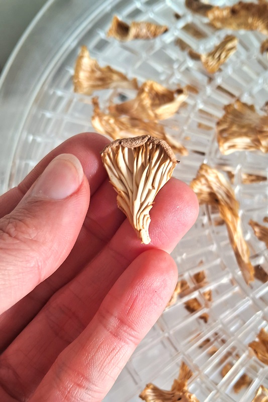 Dehydrated Pleurotus Albidus mushroom