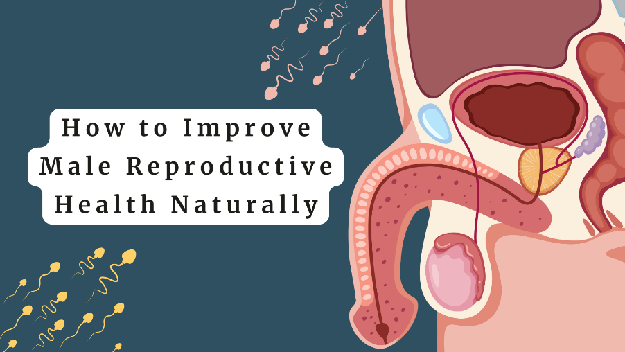 Male reproductive system