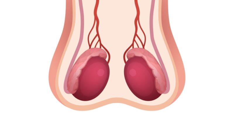 How to Do Testicular Self-Examination (TSE)