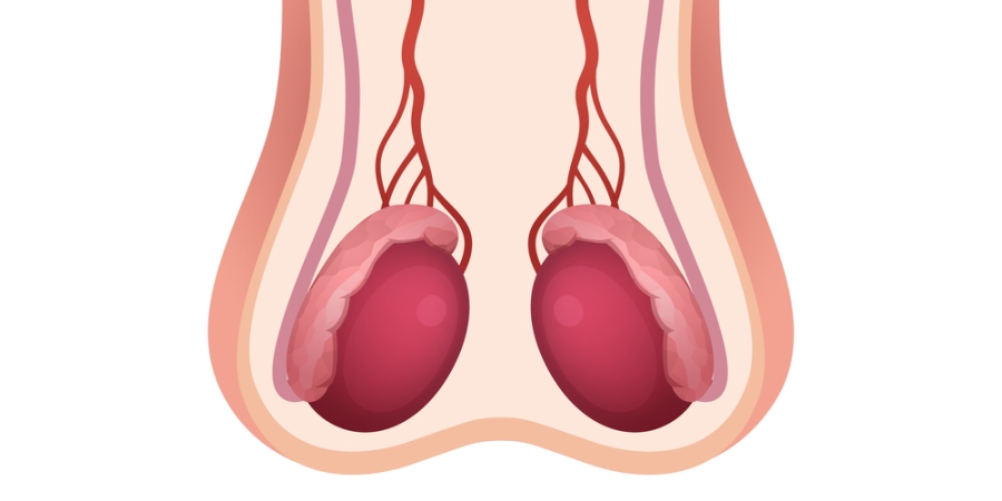 Image of the testicles