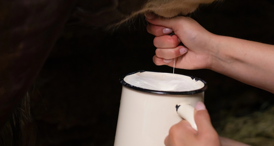 Woman busy milking