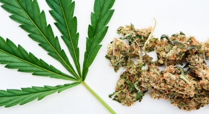 Weed Delivery Barrie: Which Cannabis Delivery Service Is Fastest in 2025?