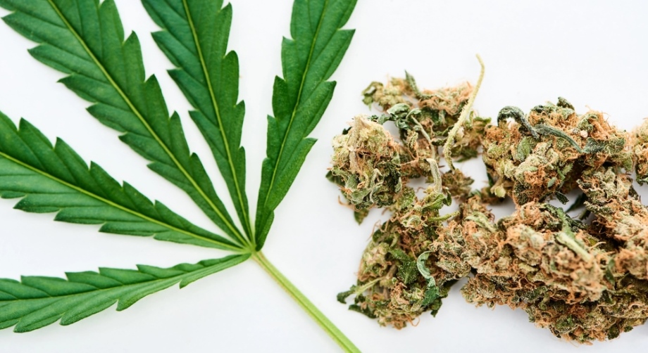 Weed Delivery Barrie: Which Cannabis Delivery Service Is Fastest in 2025? Weed leaf and cannabis buds