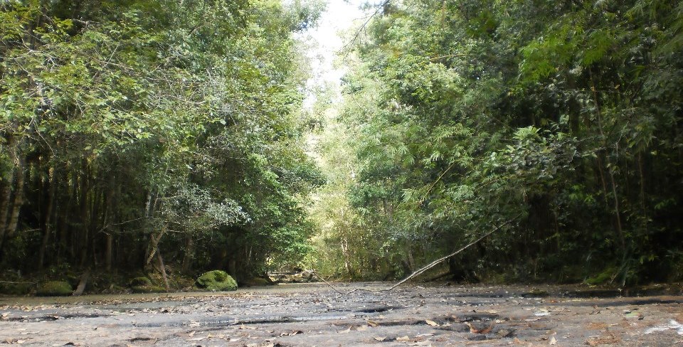 Forest and creek of Phu Kradueng mountain top