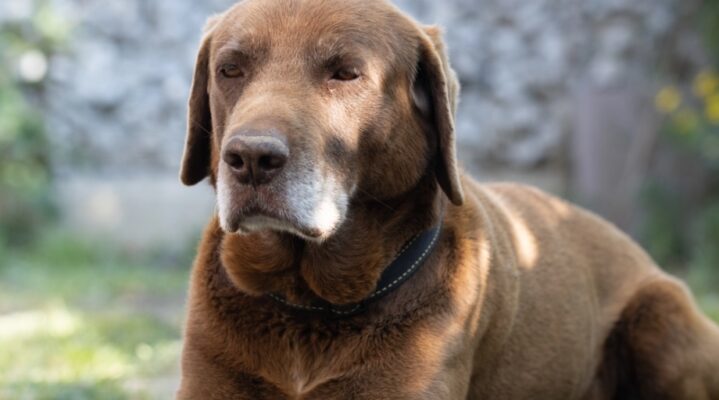 Christmas in La Palma – The Dog That Died